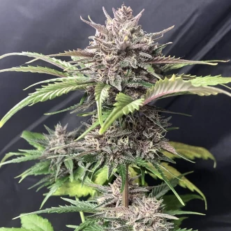 Насіння конопель Auto Gorilla Zkittlez Feminised